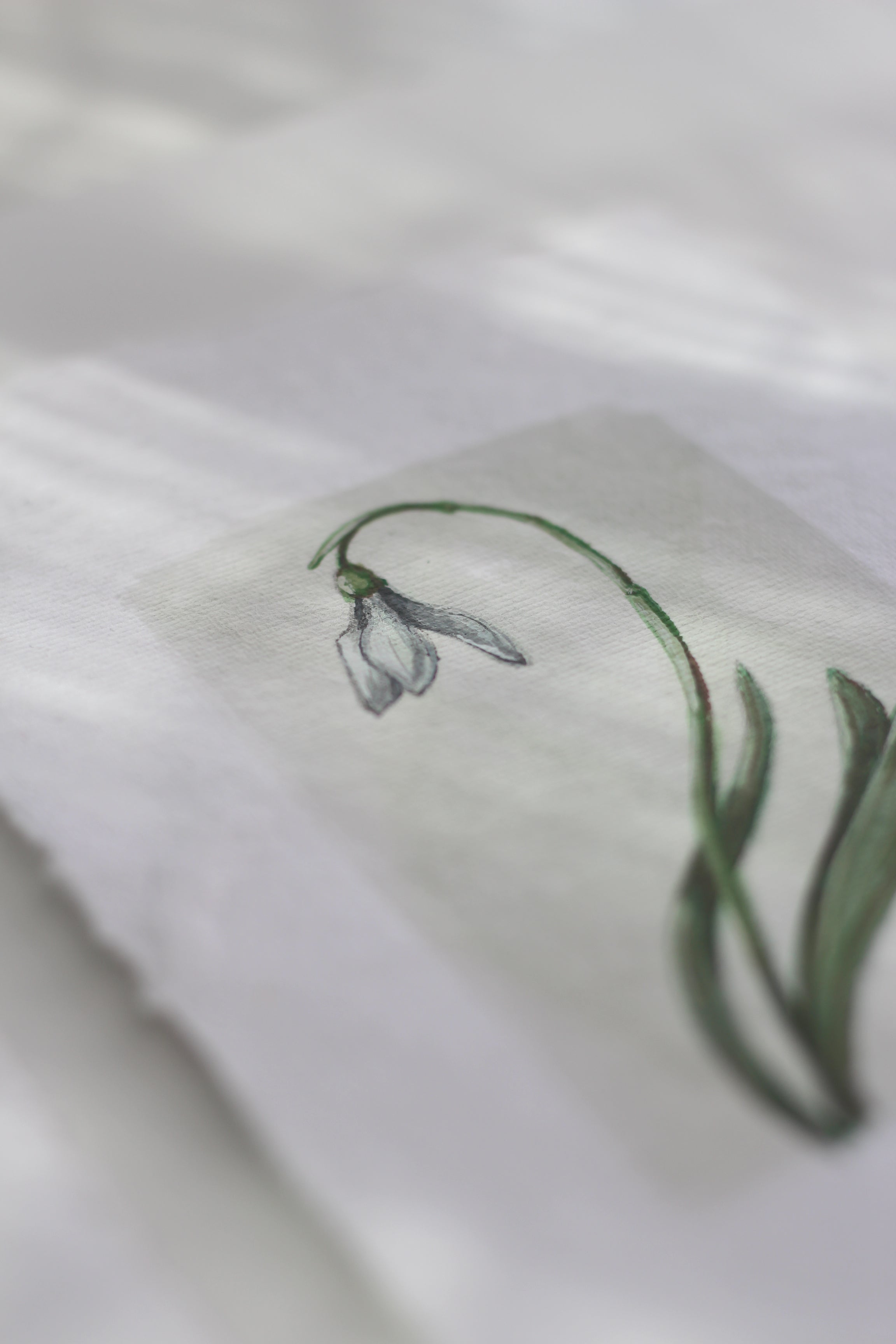 Snowdrop 01 & 02 Originals (A6)