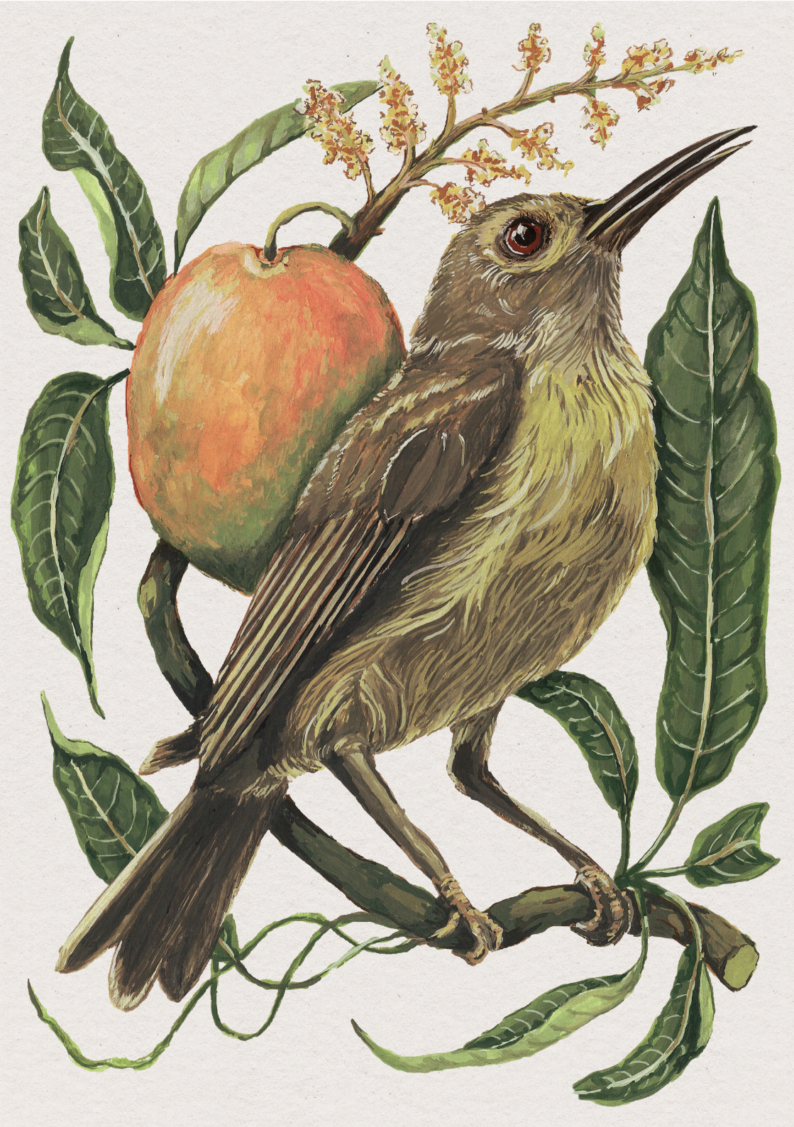 Sunbird & Mango Original (A6)