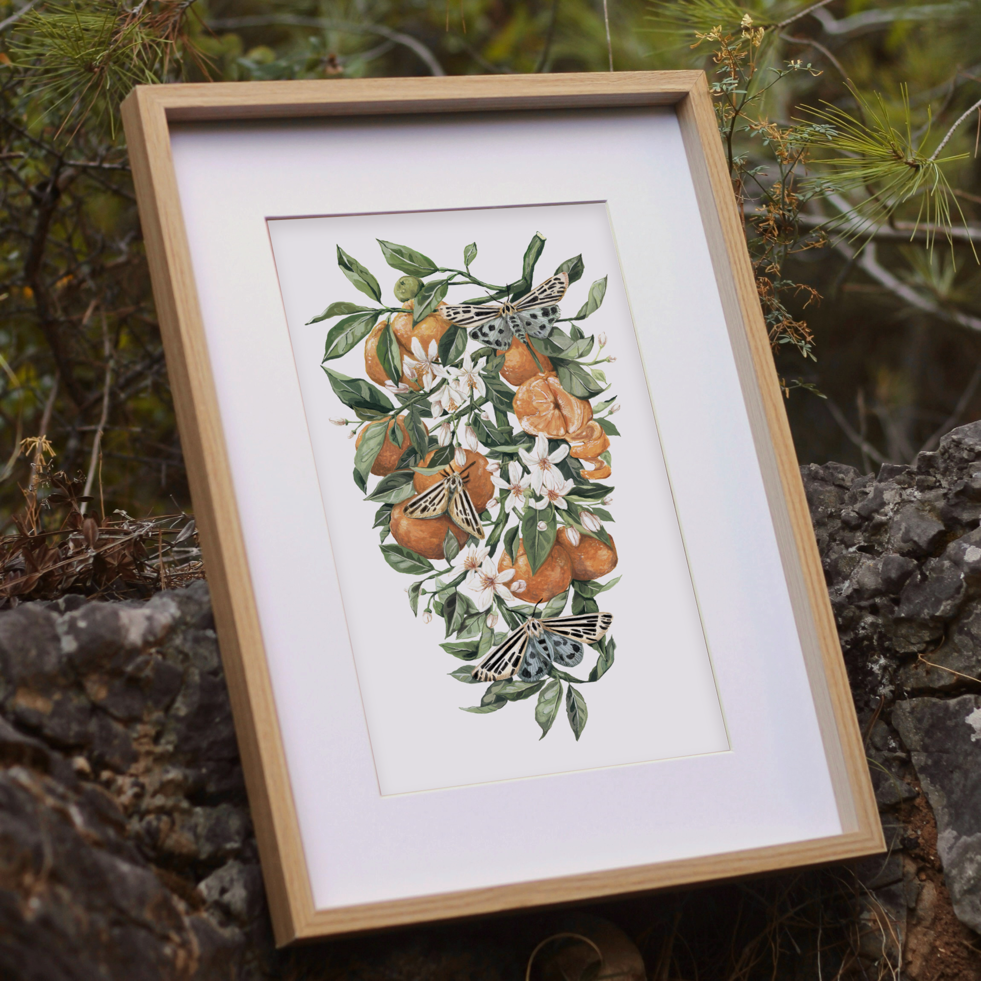 Clementines & Moths Print