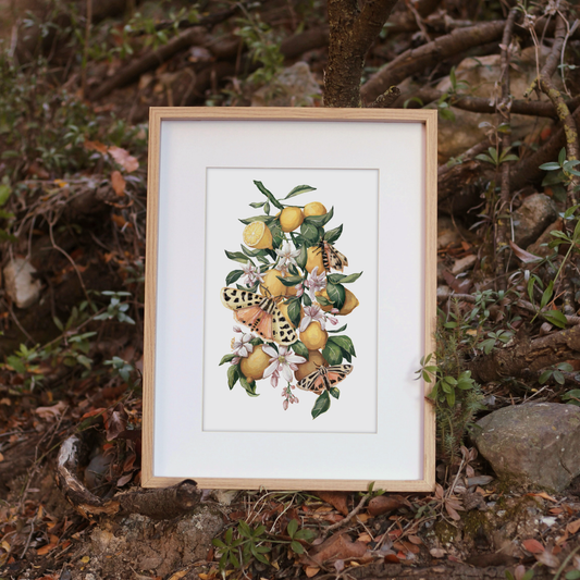Lemons & Moths Print