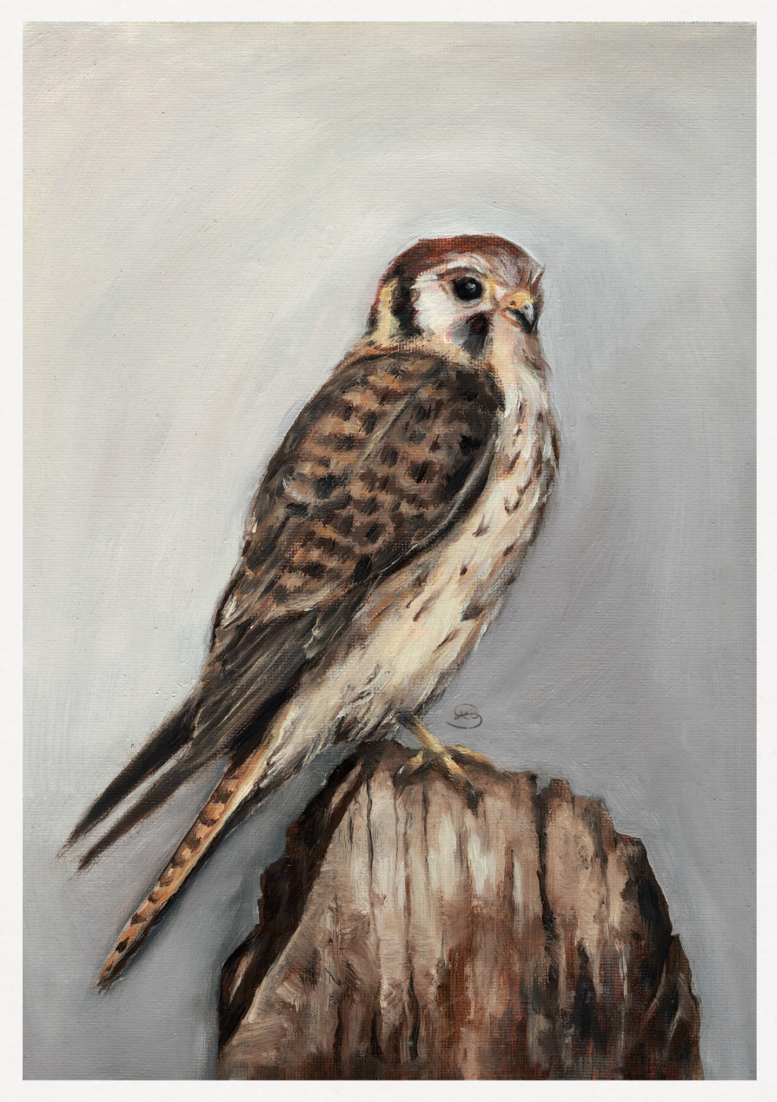 American Kestrel Print