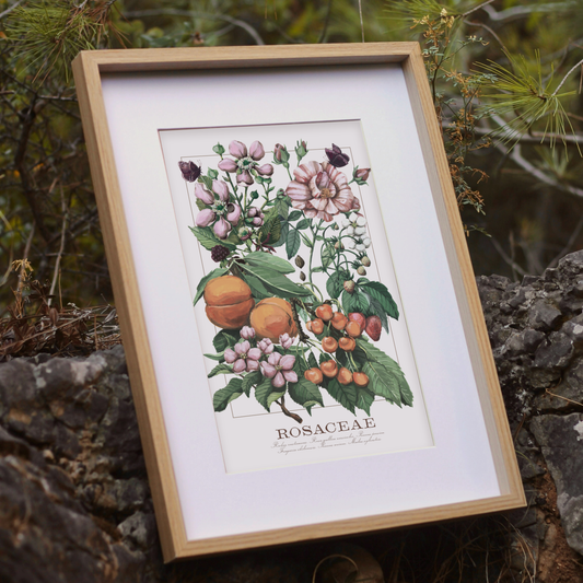 Rosaceae Print
