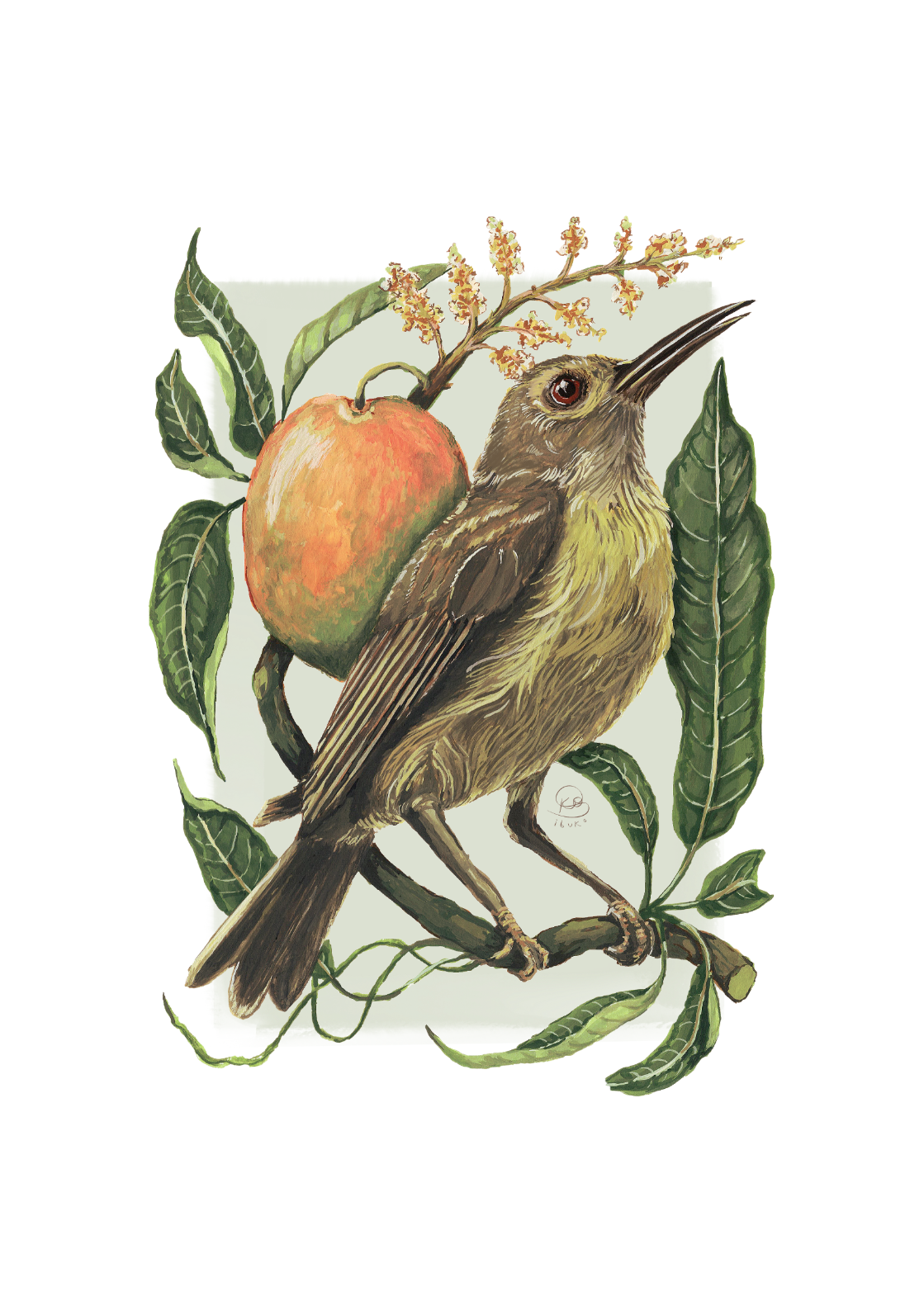 Sunbird & Mango Print